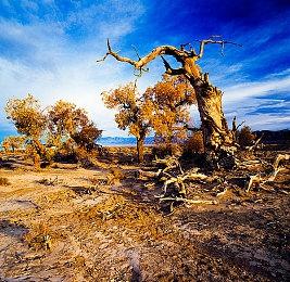 《宝可梦：朱＆紫》发售日公开 11月18日发售